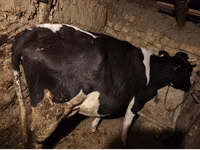 Krava, Russian Black pied cattle — foto 5