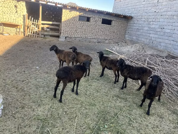 Sheep, Sheep — Kazakhstan