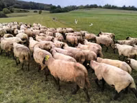 گاو نر, Russian Black pied cattle — عکس 2