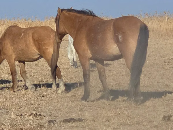 ม้าตัวผู้, Mugalzhar horse — คาซัคสถาน