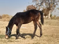 ፈረስ, Horses — ፎቶ 1