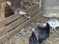 Turkeys — foto 6