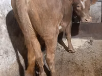 雄牛, Swiss cattle — 写真 1