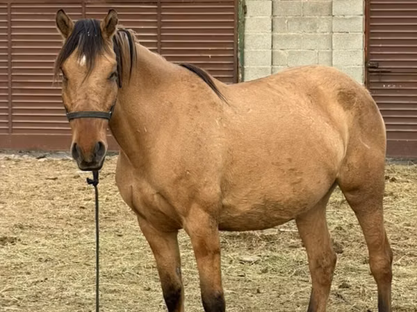 Stute, Kyrgyz Horse