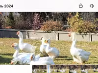 Geese — sawirka 3
