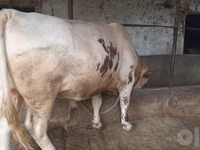 Bull, Simmental cattle — photo 4
