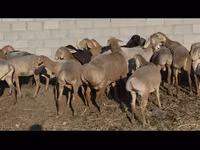 Sheep, Arashan sheep — photo 5