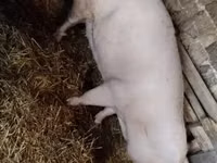 Säue, Schweine — Foto 1