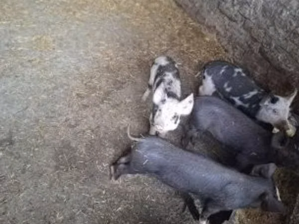 Pigs (batch, sex not specified), 
