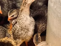 Guinea fowl — عکس 4