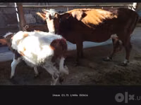 بقرة, Simmental cattle — الصورة 3