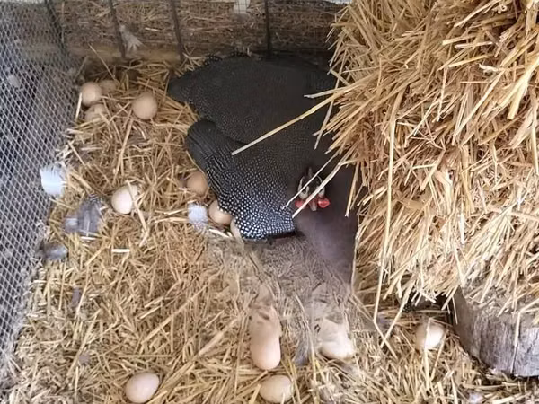 Guinea fowl