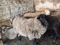 Vædder, White Suffolk sheep — foto 1