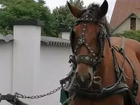 Mare, Horses — photo 1