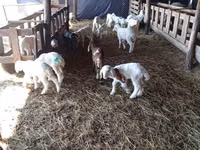 Oaie, Awassi sheep — foto 3