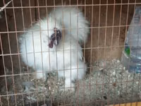 Silkie — foto 1