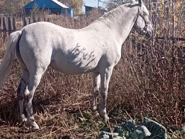 Mare, Orlov Trotter — Kazakhstan