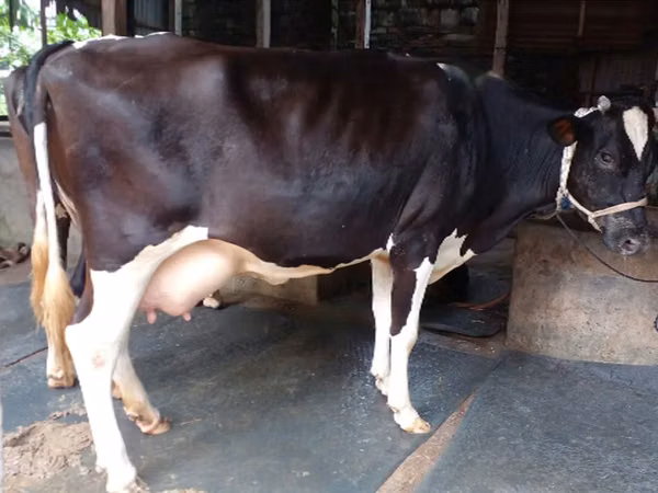 Cow, Russian Black pied cattle — Bangladesh