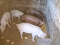 Knur, Świnie — zdjęcie 2