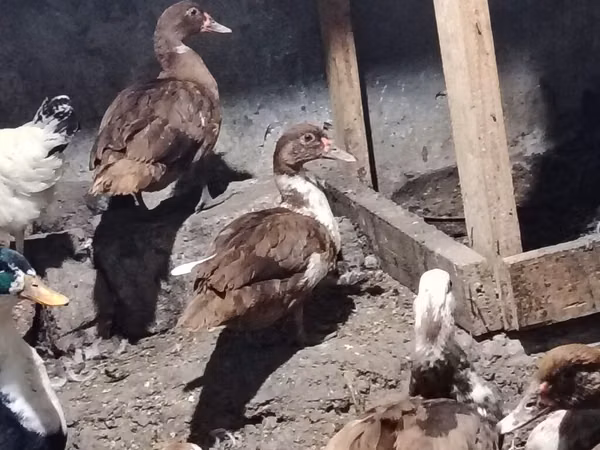 Ducks — Azerbaijan