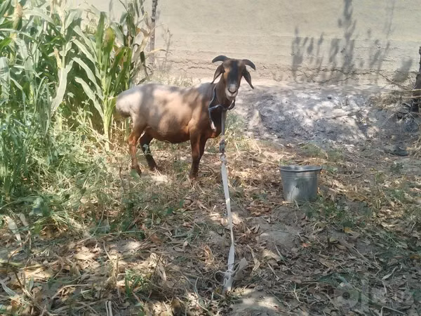 Ram, Sheep — Uzbekistan