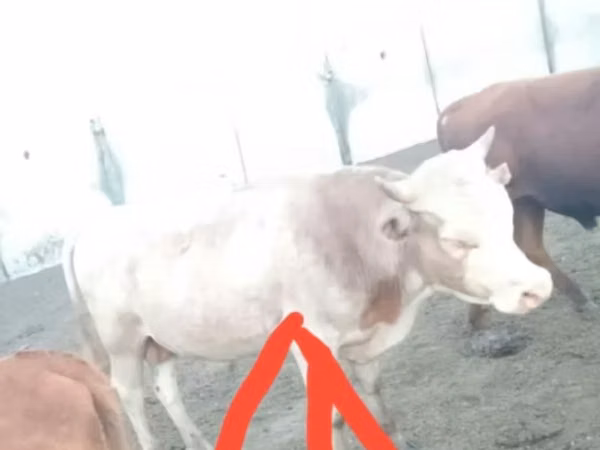 Bull, Cattle — Kazakhstan