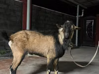 Goat, Alpine goat — photo 4