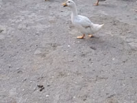 Ducks — புகைப்படம் 2