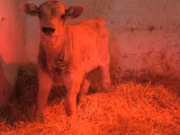 Banteng, Swiss cattle — foto 3
