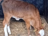 Skot (série, pohlaví neuvedeno), Simmental cattle — foto 2