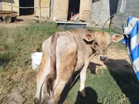 Bull, Swiss cattle — photo 2