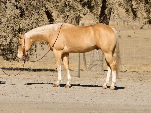 Horse (M), Quarter Horse