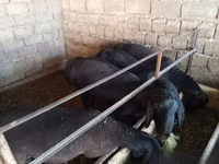 Ram, Blackheaded Persian sheep — photo 3