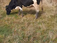 Cow, Russian Black pied cattle — photo 1