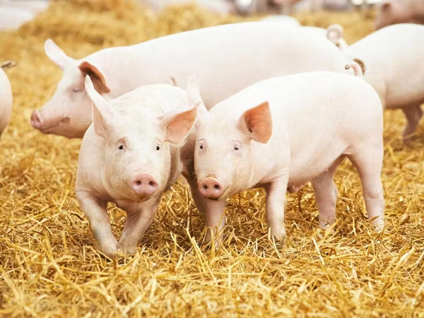 Boar, Pigs — Serbia