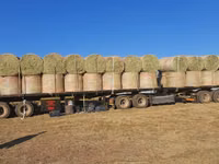 Eragrostis bales - Round / Big (For Sale) — 照片 1
