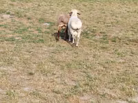 Ram, Sheep — photo 8