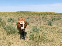母牛, Kazakh White-headed cow — 照片 4