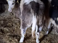 Lembu ternakan (lot, jantina tidak dinyatakan), Cattle — foto 1