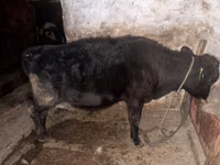 Vacă, Latvian Blue cattle — foto 4