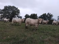 Boğa, Charolais cattle — foto 2