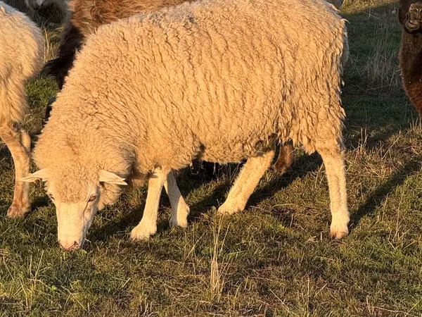 Ram, Sheep