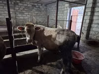 Banteng, Red-spotted breed — foto 2