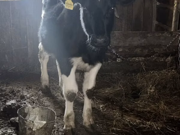 सांड, Russian Black pied cattle — कज़ाखस्तान
