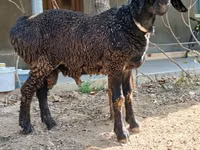 Ram, Sheep — photo 4