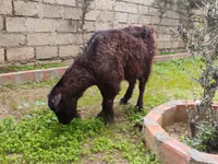 Kambing betina, Goats — foto 1