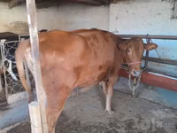 Cow, Red Estonian cattle — photo 4