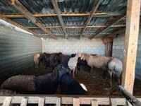 Ram, Rhon sheep — photo 4