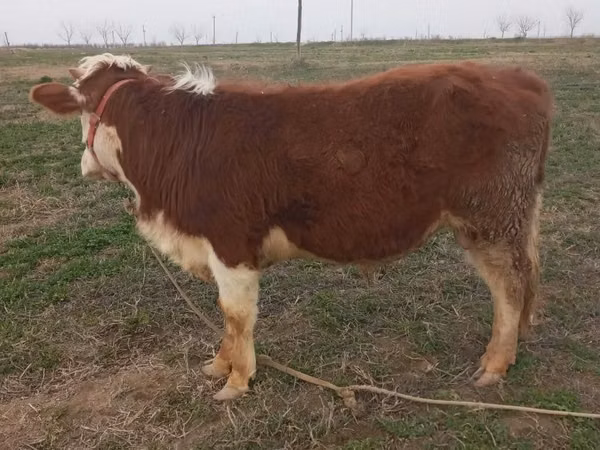 Bull, Cattle — Uzbekistan