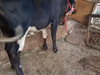 公牛, Cattle — 照片 5